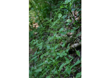 Acker Schachtelhalm (Equisetum arvense L.) - © Emanuel Trummer